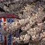 九游体育娱乐-包含冈圠篩磿>1!憁l???駂X撻葎mL5(耉藀)顅3y帒鞆B?}?的词条